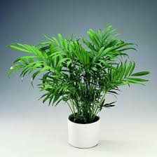 images-1